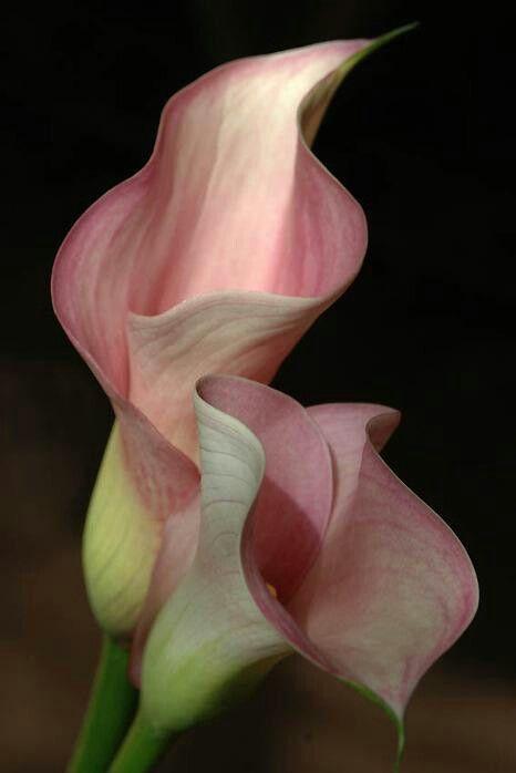 Corporate meeting room with carefully timed floral arrangements that maintain elegance throughout business hours
